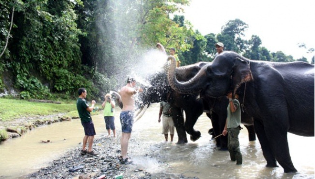 Wisata Tangkahan Surga Ekosistem Gajah Sumatera Utara